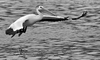 Gliding Pelican