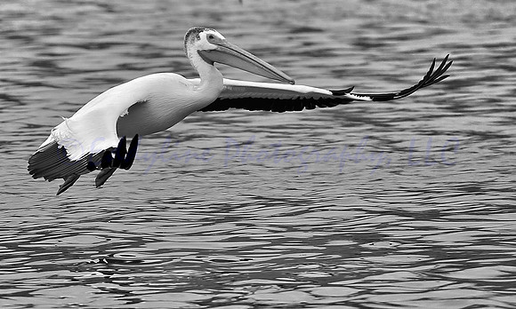 Gliding Pelican