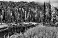 Alpine Meadow