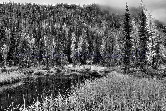 Alpine Meadow