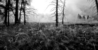Mystic Morning