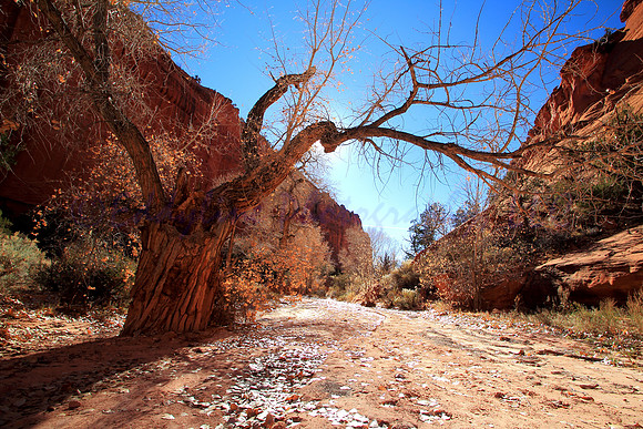 Burr Trail