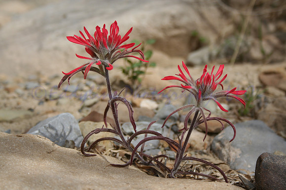 Desert Bloom