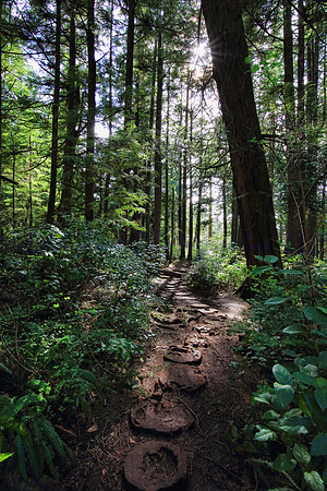 Magic Forest