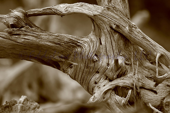 Knot Of This World