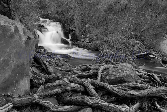 River Roots