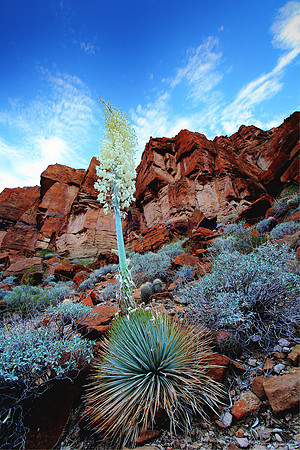 Grand Canyon Yucca