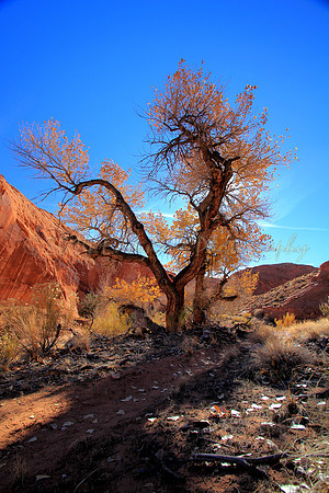 Ben's Tree