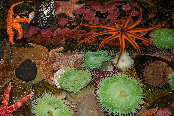 Tidepools
