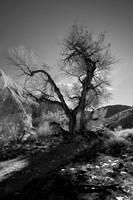 Ben's Tree BW