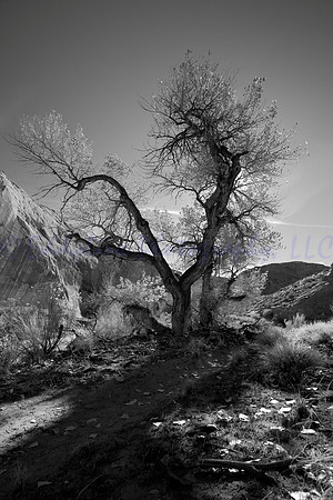 Ben's Tree BW