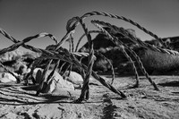 Desert Spider