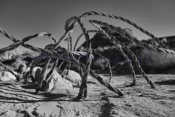 Desert Spider