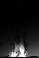 Firetree