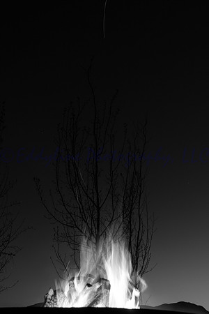 Firetree